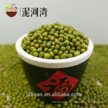 Germinate / sprouting green mung beans
